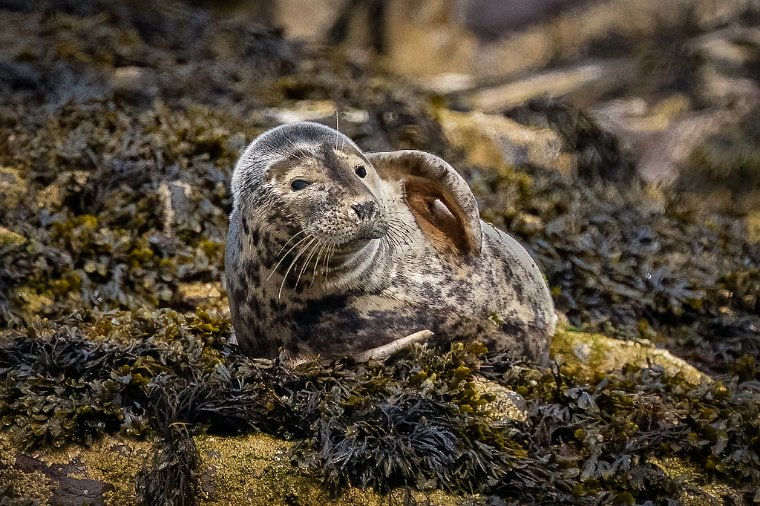 006 Farne eilanden, zeehond.jpg